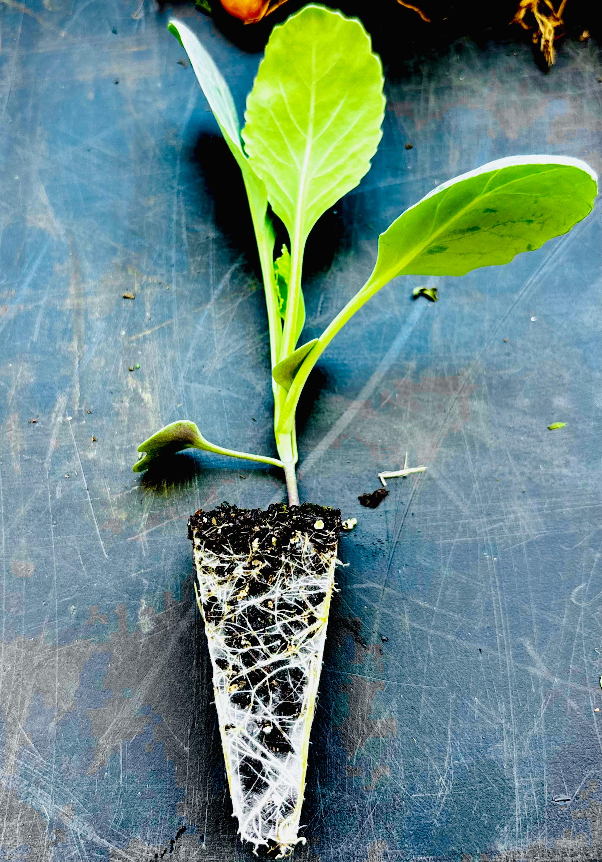 Plant with exposed roots