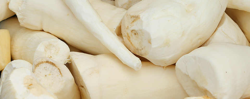 cassava banner