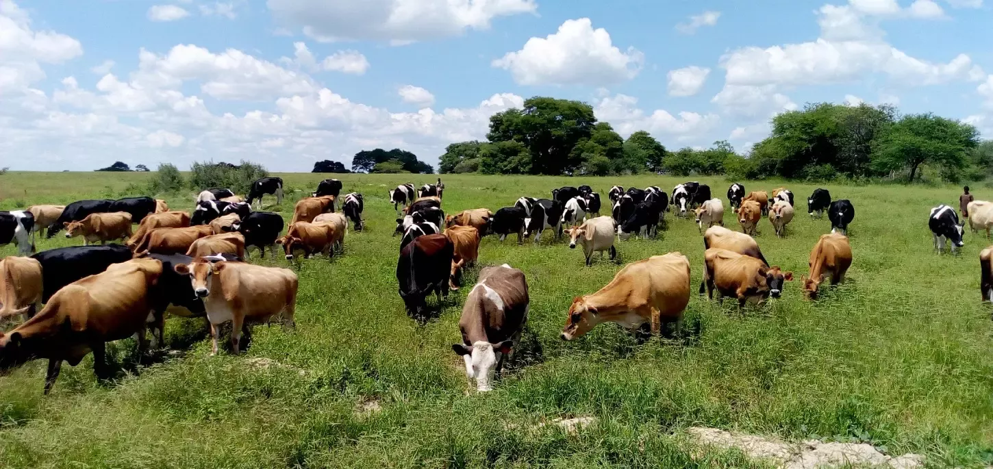 Regenerative Agriculture in Africa A Pathway to Prosperity