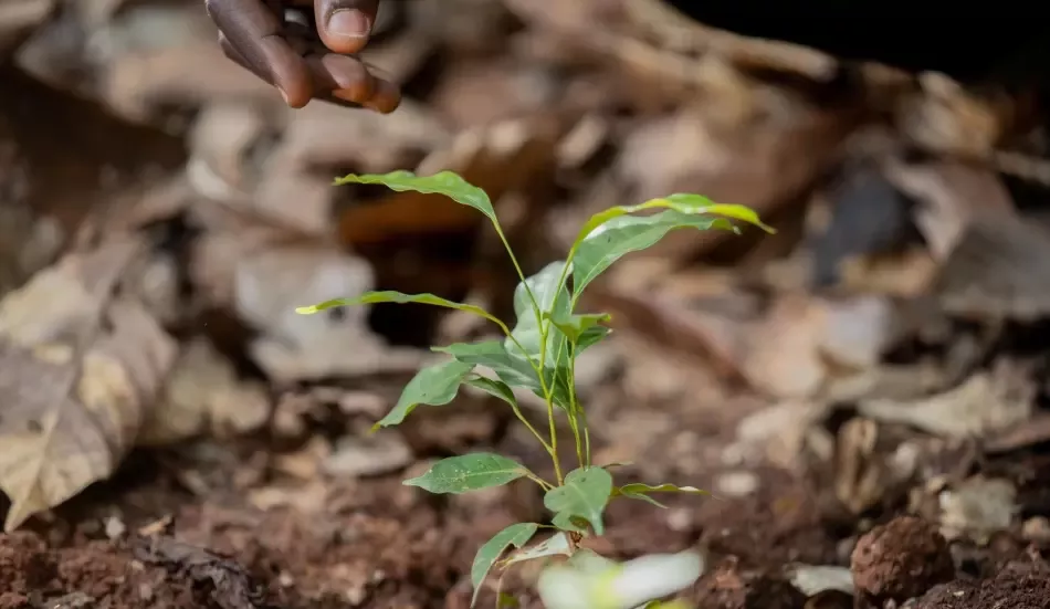 The Climate Crisis in Africa Why Food Security Should be Our Top Priority