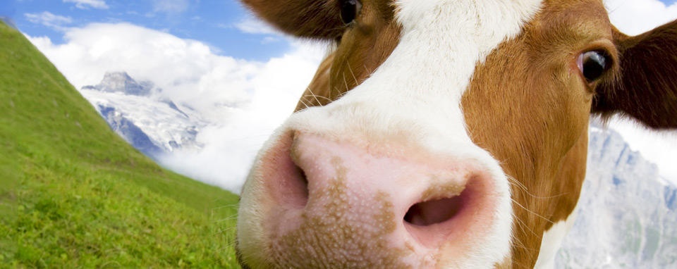 swiss farmers banner